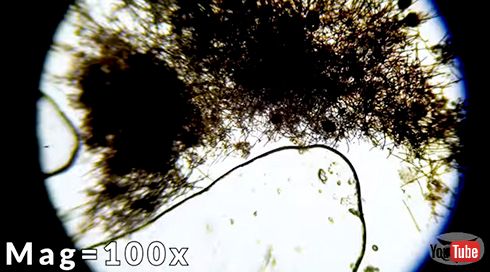 リンゴ タイムラプス 生態系