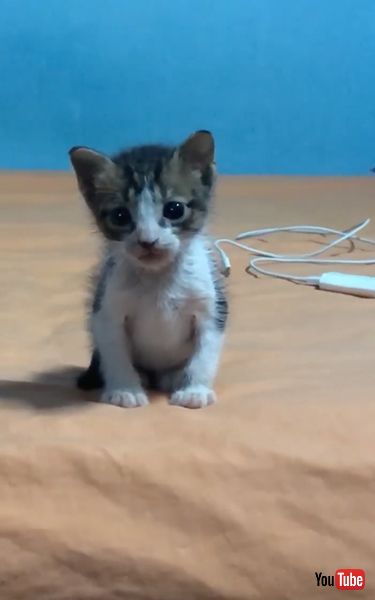 手乗りサイズの子猫