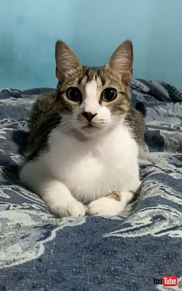 ベッドに座る1年後の猫