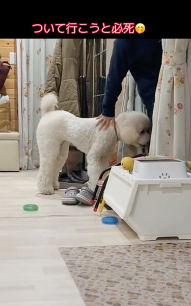 長男のことが大好きなワンコ