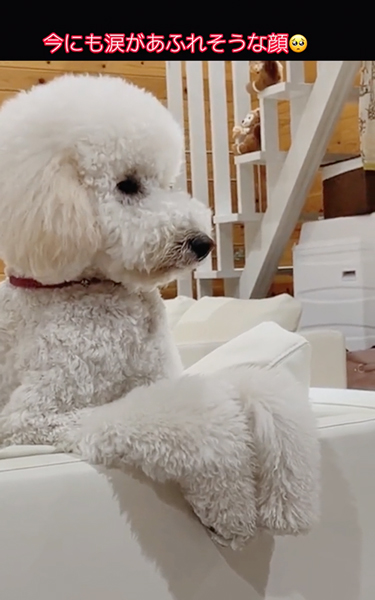 長男のことが大好きなワンコ