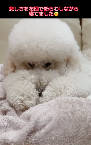 長男のことが大好きなワンコ