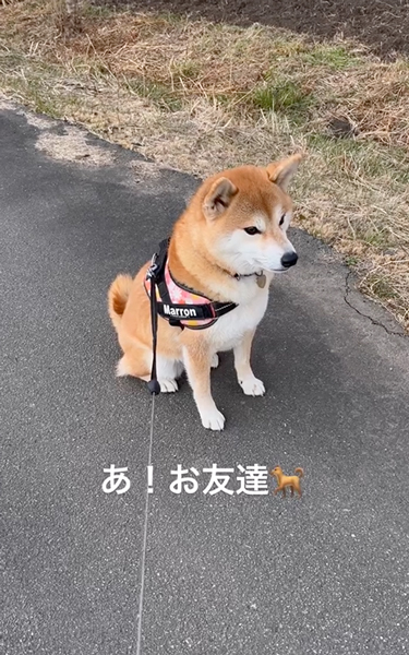 突然スタートダッシュを決める柴犬