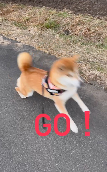 突然スタートダッシュを決める柴犬