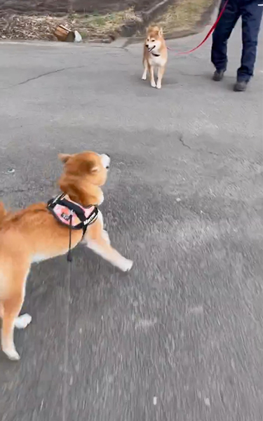 突然スタートダッシュを決める柴犬