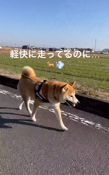 急に止まる柴犬