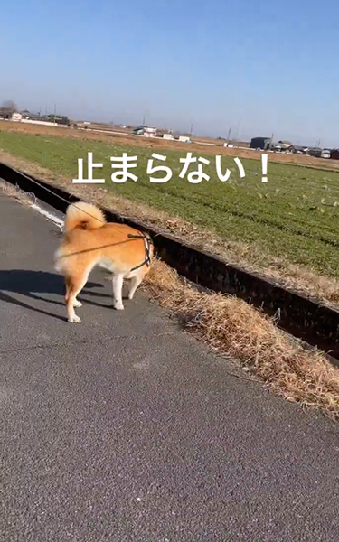急に止まる柴犬