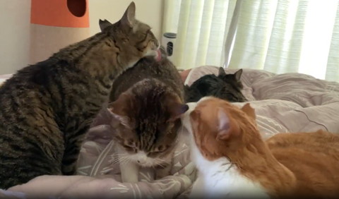 下向いてる猫挟んでグルーミング