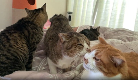 茶白の子をグルーミングする真ん中の猫