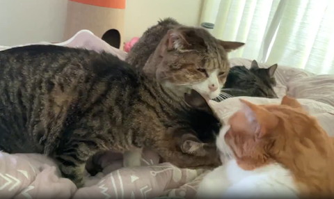 キジシロ猫が茶白猫をなめるその後ろにキジシロ