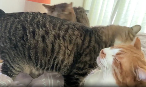 キジシロ猫体アップ茶白猫目つむる