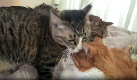 茶白猫をなめるキジシロちゃん