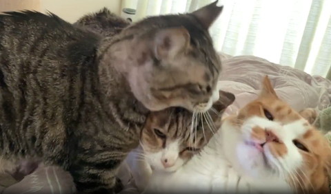 猫2匹の間に入る猫