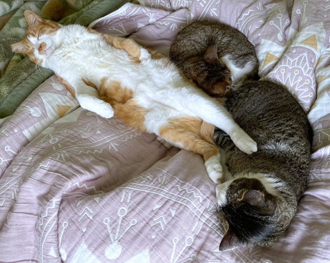 真っすぐ寝る猫の横で丸まる猫2匹