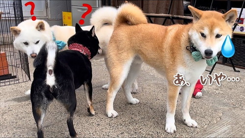 おならが出ちゃった柴犬