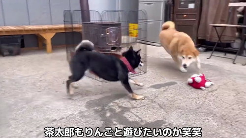 茶太郎とりんご