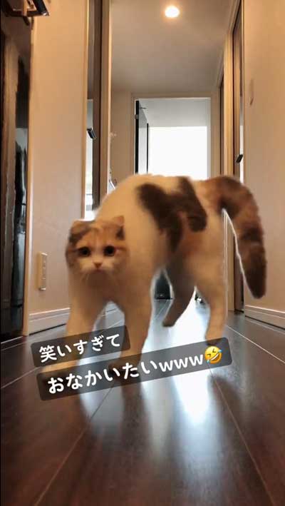 やんのかステップ