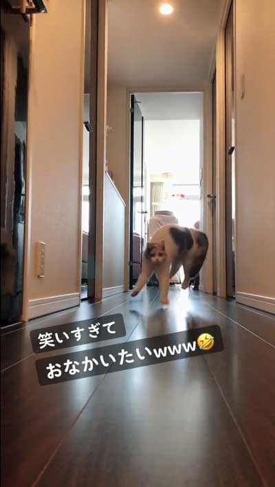 猫 やんのかステップ 元気いっぱい クセ強い 走り方 ナンバーワン