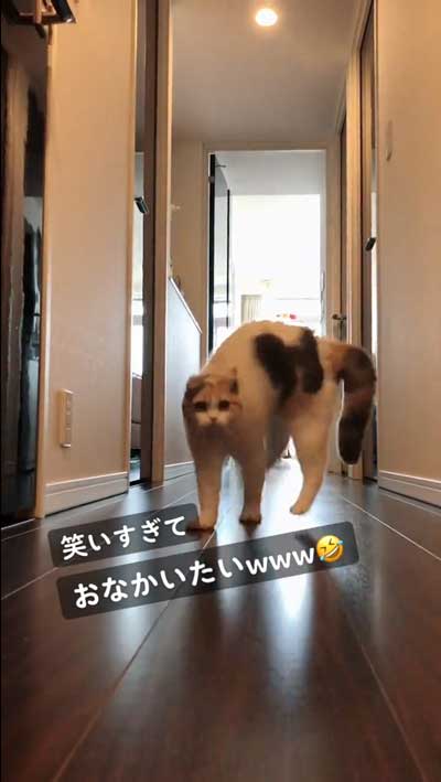 猫 やんのかステップ 元気いっぱい クセ強い 走り方 ナンバーワン
