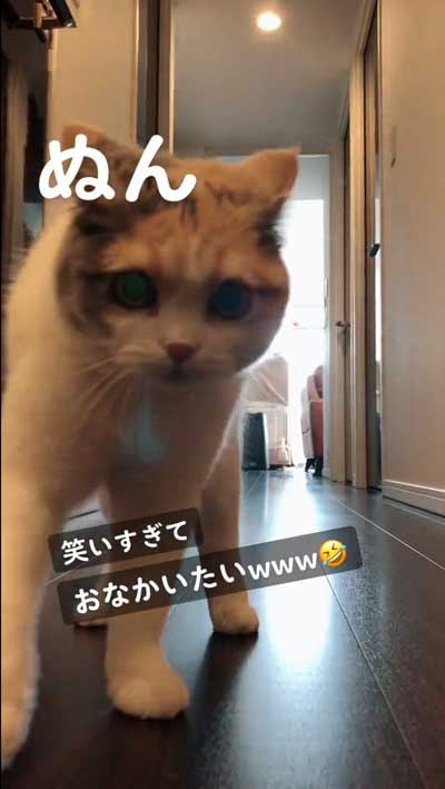 猫 やんのかステップ 元気いっぱい クセ強い 走り方 ナンバーワン