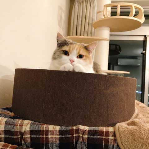 猫 やんのかステップ 元気いっぱい クセ強い 走り方 ナンバーワン