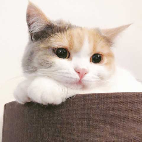 猫 やんのかステップ 元気いっぱい クセ強い 走り方 ナンバーワン
