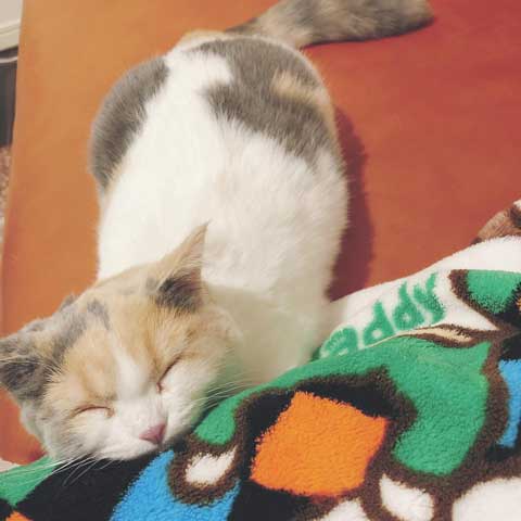 猫 やんのかステップ 元気いっぱい クセ強い 走り方 ナンバーワン