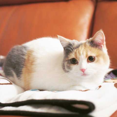 猫 やんのかステップ 元気いっぱい クセ強い 走り方 ナンバーワン