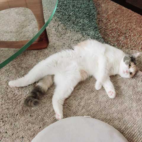 猫 やんのかステップ 元気いっぱい クセ強い 走り方 ナンバーワン