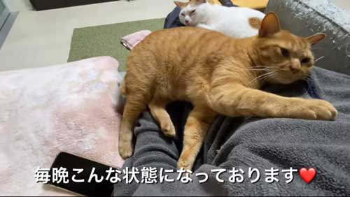 パパ 大好き 人気 甘えん坊 猫 独り占め モテモテ 保護猫