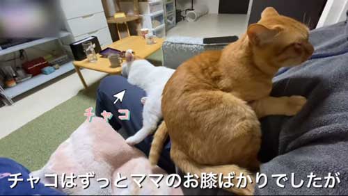 パパ 大好き 人気 甘えん坊 猫 独り占め モテモテ 保護猫