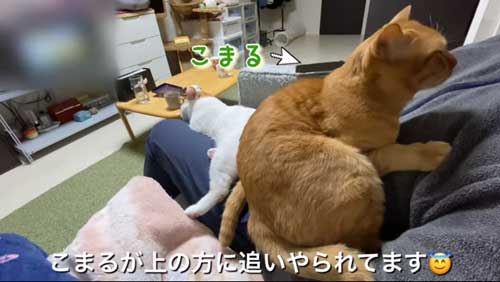 パパ 大好き 人気 甘えん坊 猫 独り占め モテモテ 保護猫