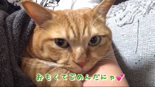 パパ 大好き 人気 甘えん坊 猫 独り占め モテモテ 保護猫