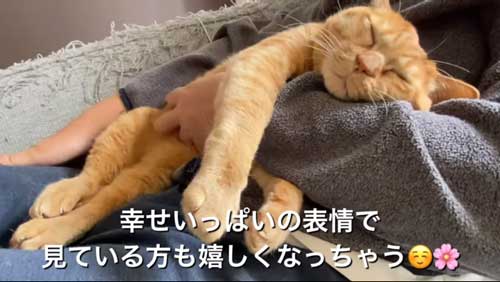 パパ 大好き 人気 甘えん坊 猫 独り占め モテモテ 保護猫