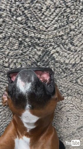 「This Is Emma's Chill Face || ViralHog」