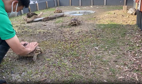 手前にいるカメをなでる