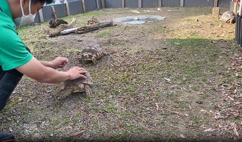 なでられて体を画面右に向けるカメ