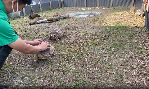 なでられて体を画面左に向けるカメ