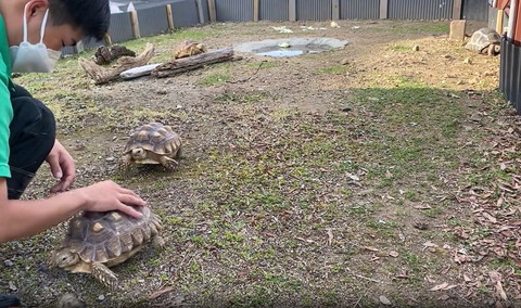 なでられてる亀の後ろに亀
