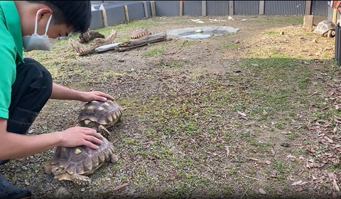 縦列してる両手で亀なでる飼育員さん
