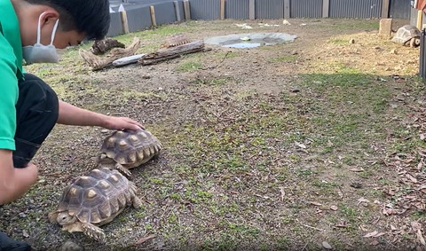 後ろに並ぶカメをなでる飼育員さん