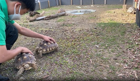 お尻向けるカメと顔向けるカメ