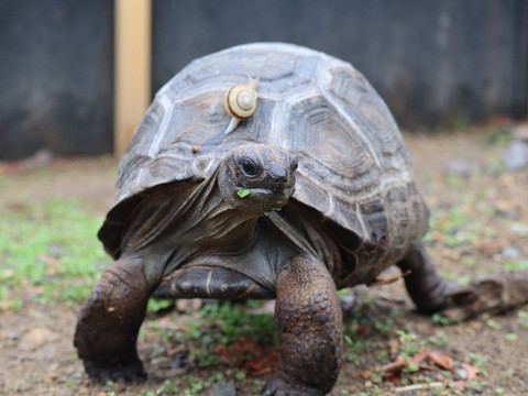 カメの甲羅にかたつむり