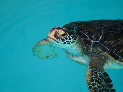 水面から顔出すウミガメ
