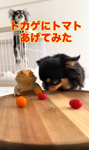 ミニトマトの匂い嗅ぐチワワ