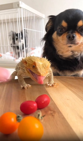 ベロ出すトカゲ