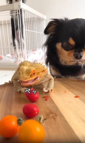 トマト吐き出すトカゲ