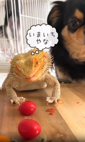 いまいちやなテロップ