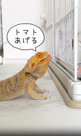 トマトあげるテロップ