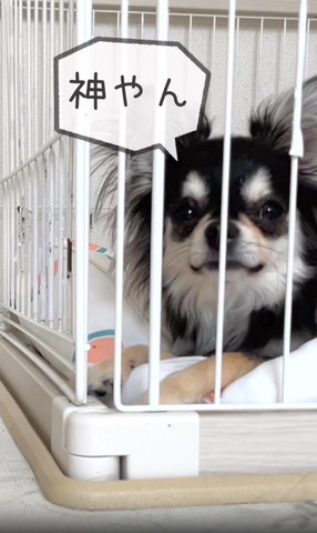 神やんテロップ